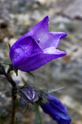 Harebell