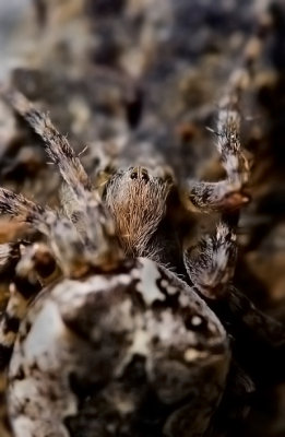 Spider