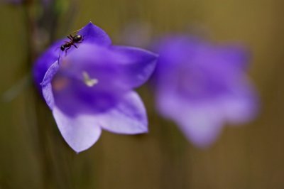 Ant And Harebell