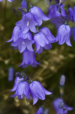 Harebell