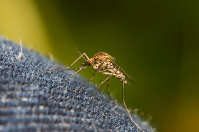 Mosquito