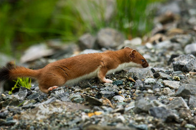 Weasel