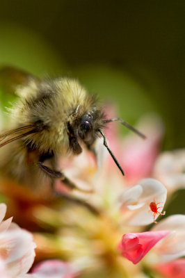 Bee & Red Spider Mite
