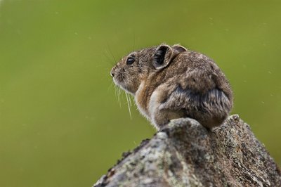 Pika