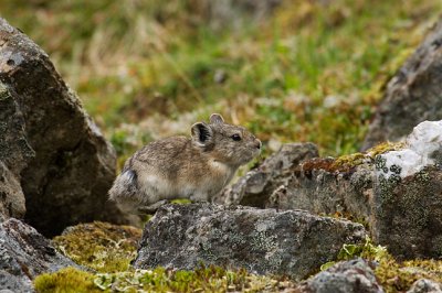 Pika