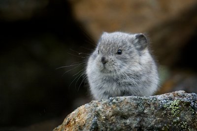 Baby Pika