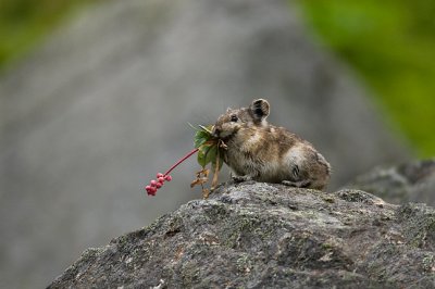Pika