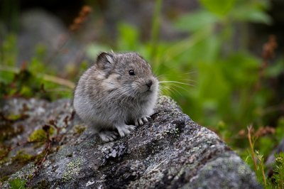 Pika