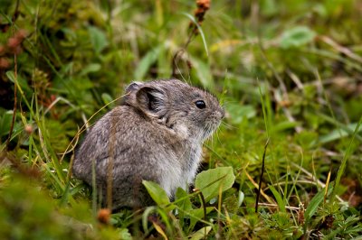 Pika