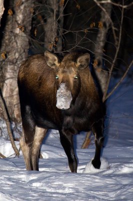 Cow Moose