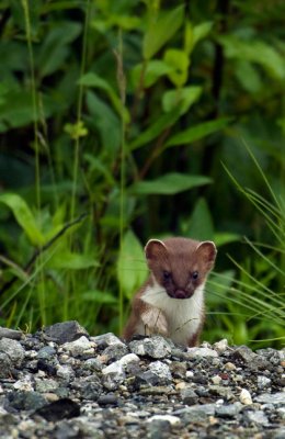 Weasel