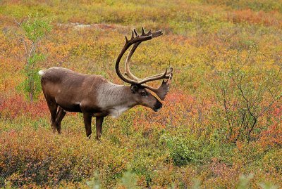 Caribou With Fall Colors
