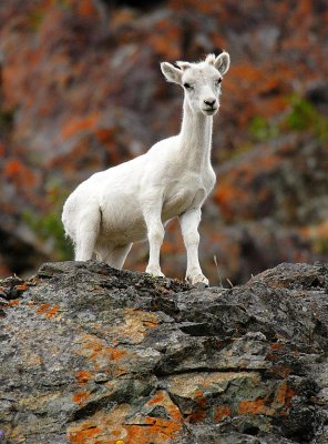 Curious Young Dall's Sheep