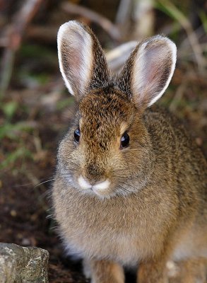 Snowshoe Hare