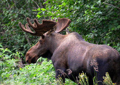 Bull Moose