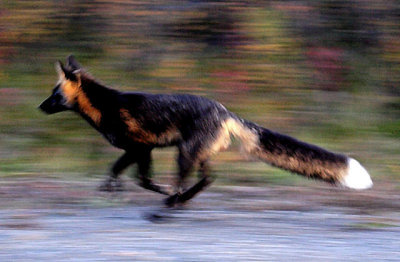 Fox On The Run......Sweet!