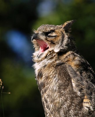 Great Horned Yawn