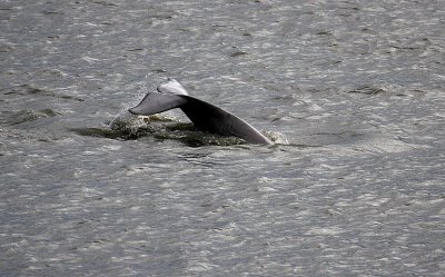 A Young Beluga Whale Tail