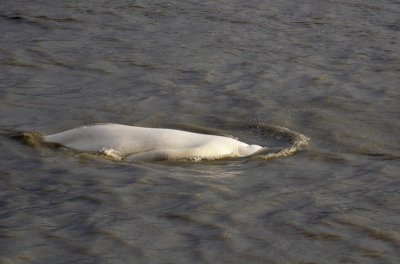 Beluga Whale