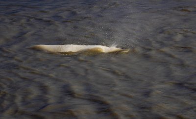 Beluga Whale