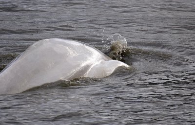 Beluga Whale