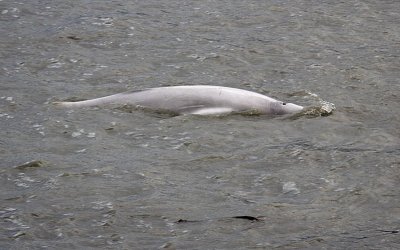 Beluga Whale