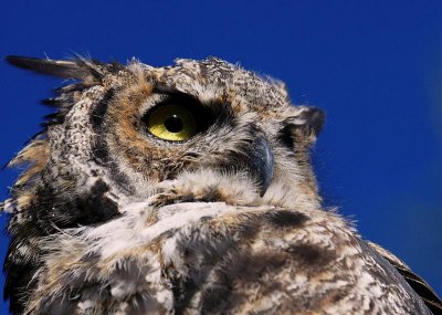 Great Horned Owl