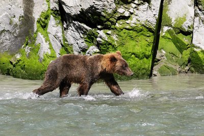 Brown Bear