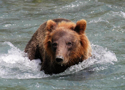 Drooling Brown Bear Getting Closer