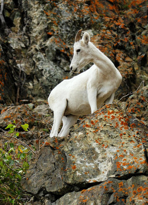 Dall's Sheep