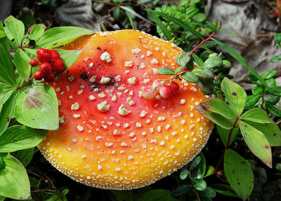 Amaneta Mushroom, Low-Bush Cranberry And... ???