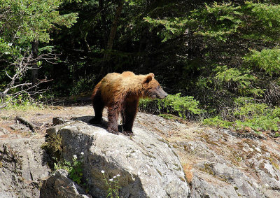 Brown Bear