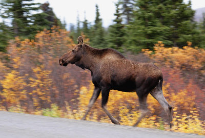 Cow Moose On The Move