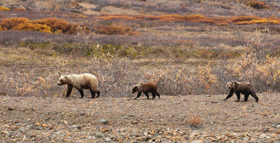 Grizzly Sow And Cubs