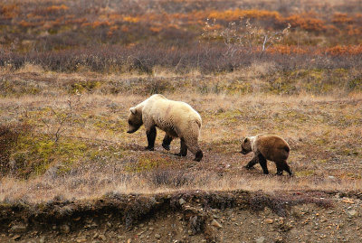 Grizzly Sow And Cub
