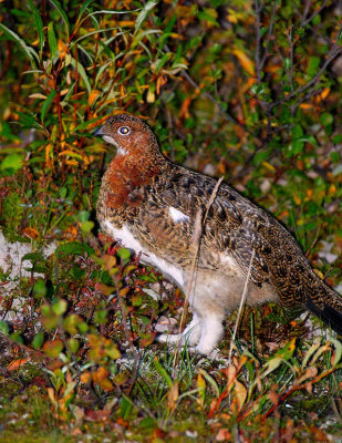 Ptarmigan