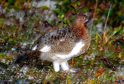 Ptarmigan