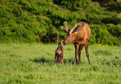 Bull Elk & Calf