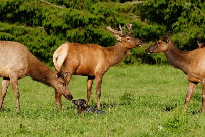 Elk & Newborn Calf
