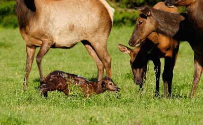 Elk & Newborn Calf