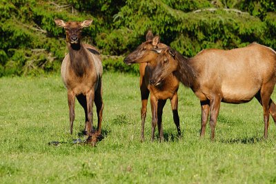 Elk & Newborn Calf