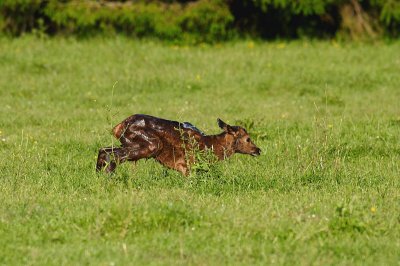 Newborn Elk Calf