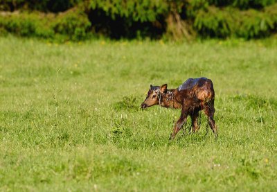 Newborn Elk Calf