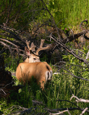 Mule Deer