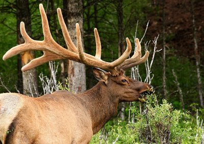 Bull Elk