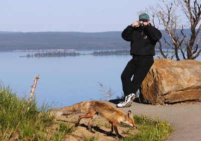 Fox & Tourist