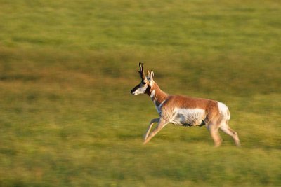 Pronghorn