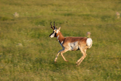 Pronghorn