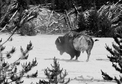 Bison Dust Bath