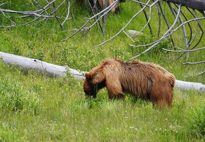 Cinnamon Black Bear